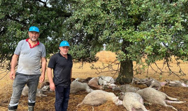 Kocaeli'de düşen yıldırım 29 koyunu telef etti