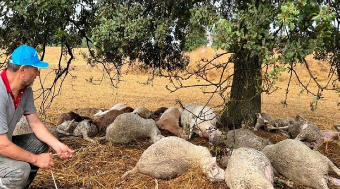 Kocaeli&#039;de düşen yıldırım 29 koyunu telef etti