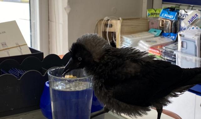 Kocaeli'de kediden kurtardıkları karga, dostları oldu