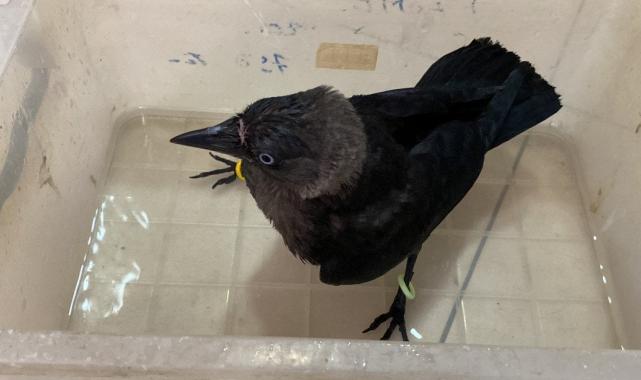 Kocaeli'de kediden kurtardıkları karga, dostları oldu