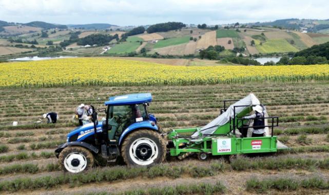 Kocaeli’de mor tarlalarda lavanta hasadı başladı
