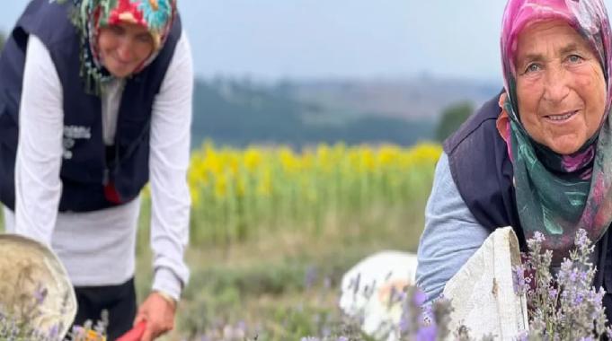 Kocaeli’de mor tarlalarda lavanta hasadı başladı