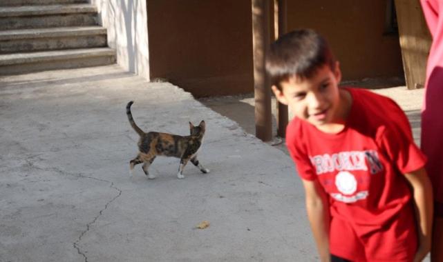Konya'da evin bahçesinden yavru kedi çaldı
