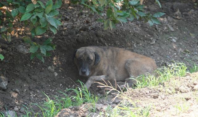 Köpeklerin saldırdığı çocuk taburcu oldu