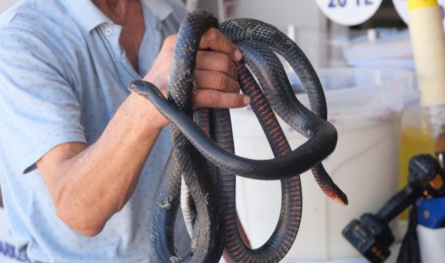 Koynunda beslediği yılanlar ısırdı