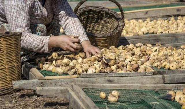Kuru meyve ihracatında miktar düştü, döviz getirisi yükseldi