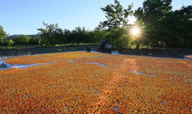 Malatya ve Iğdır arasında kayısı tartışmaları sürüyor
