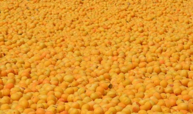 Malatya ve Iğdır arasında kayısı tartışmaları sürüyor