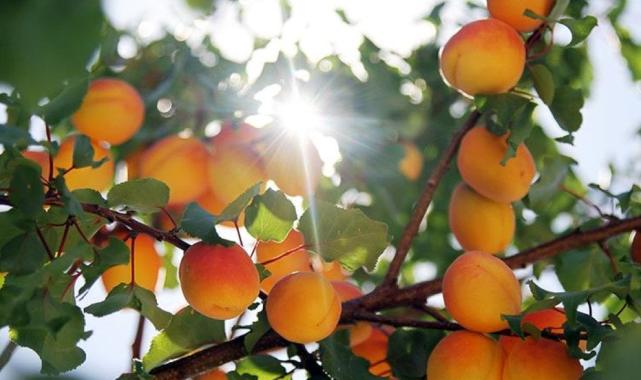 Malatya ve Iğdır arasında kayısı tartışmaları sürüyor