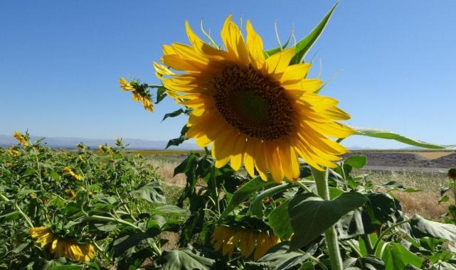 Malatya'da ayçiçeği tarlaları hasat için gün sayıyor