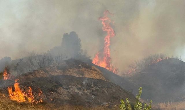 Manisa'da orman yangını çıktı