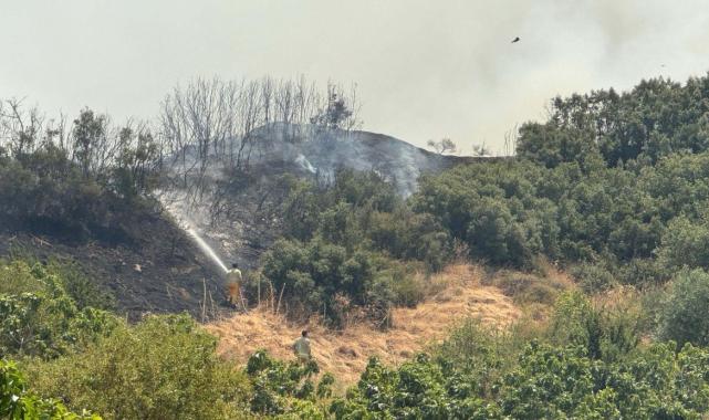 Manisa'da orman yangını çıktı