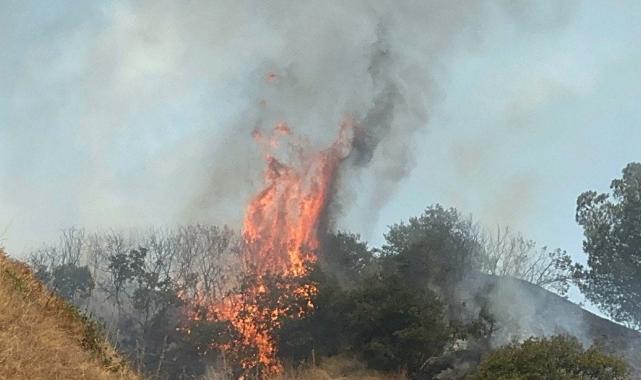 Manisa'da orman yangını çıktı