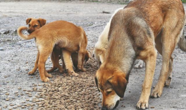 MASAK'tan başıboş köpek raporu: STK'lar mama üreticileriyle ilişkili