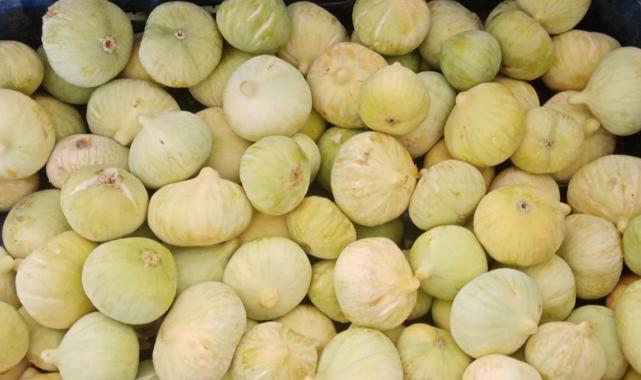 Mersin’de beyaz incir hasadı başladı: Kilosu 100 lira