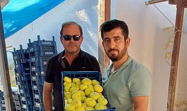 Mersin’de beyaz incir hasadı başladı: Kilosu 100 lira