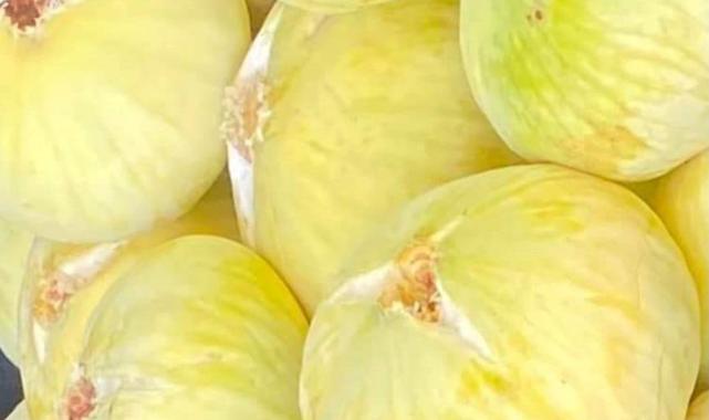 Mersin’de beyaz incir hasadı başladı: Kilosu 100 lira