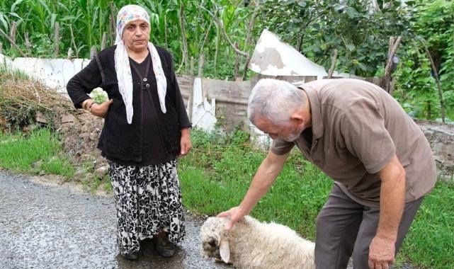 Ordu'da başıboş sokak köpeklerinin saldırısında bir kuzu öldü