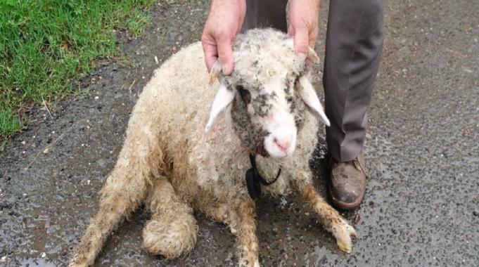 Ordu&#039;da başıboş sokak köpeklerinin saldırısında bir kuzu öldü