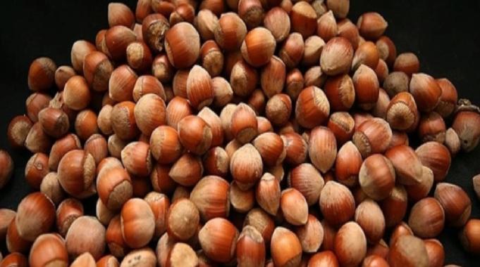 Ordu’da fındıkta taban fiyat beklentisi: 160 TL