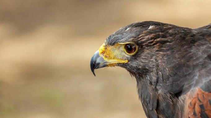 Şahinler Dron Casuslara Karşı 