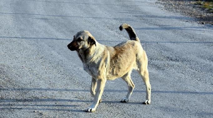 Sahipsiz hayvanlara yönelik kanun teklifinde 4 madde daha kabul edildi