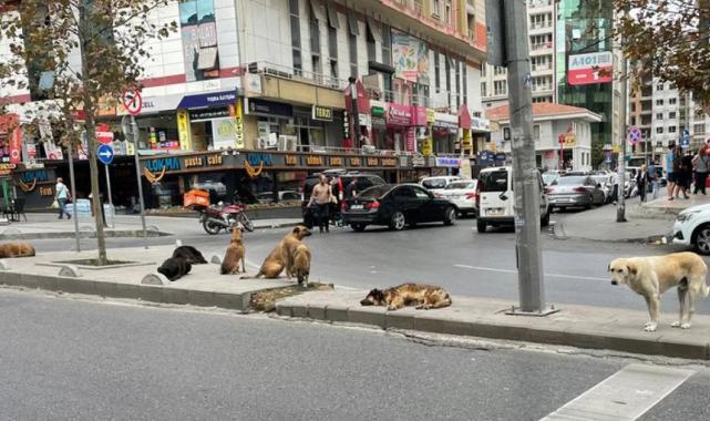 Sahipsiz hayvanlara yönelik kanun teklifinin ilk 5 maddesi kabul edildi