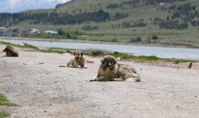 2022’den bu yana 4 bin 269 köpek saldırısı meydana geldi