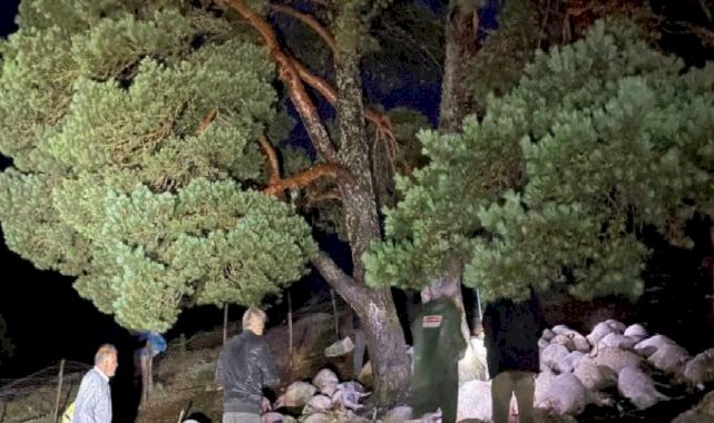 Amasya'da yıldırım düştü, 76 koyun telef oldu