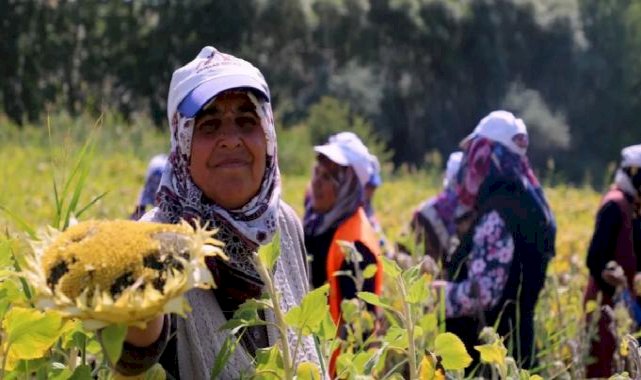 Ayçiçeği hasadı başladı ama çiftçiler verimi alamıyor!