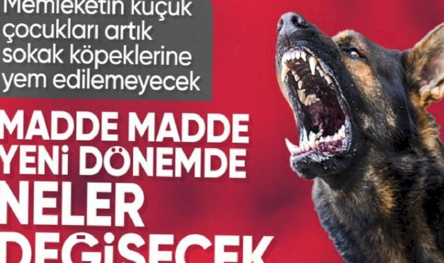 Başıboş sokak köpeği düzenlemesi TBMM'den geçti: İşte yeni dönemde uygulanacak maddeler
