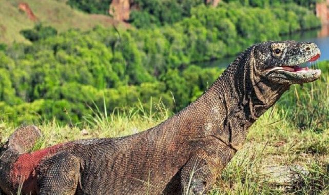 Bilim insanları keşfetti: Komodo ejderlerinin dişlerinin ucu demirden tabakayla kaplı