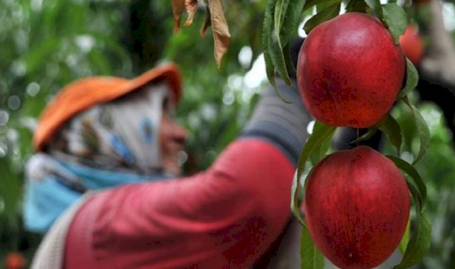 Bursa Şeftalisi AB coğrafi işareti aldı