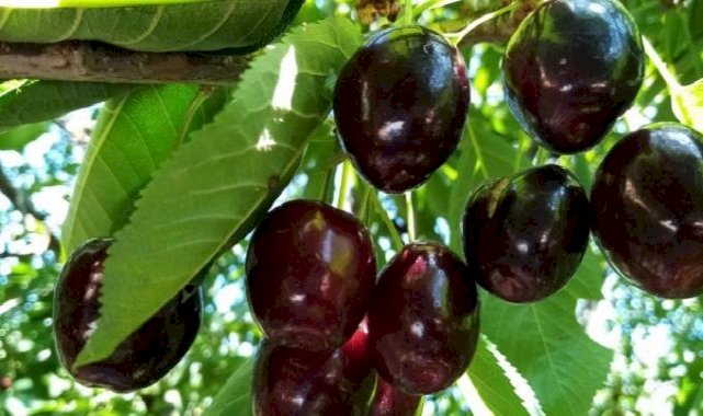 Bursa'da 1.350 rakımda kiraz hasadı kazandırıyor: Kilosu 80 lira