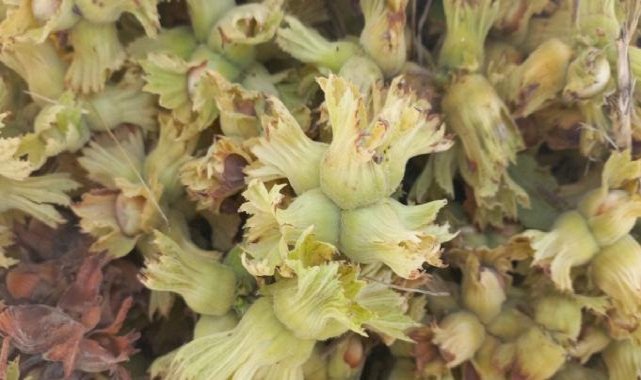 Düzce'de fındık üreticileri erkenden hasat yapmaya başladı