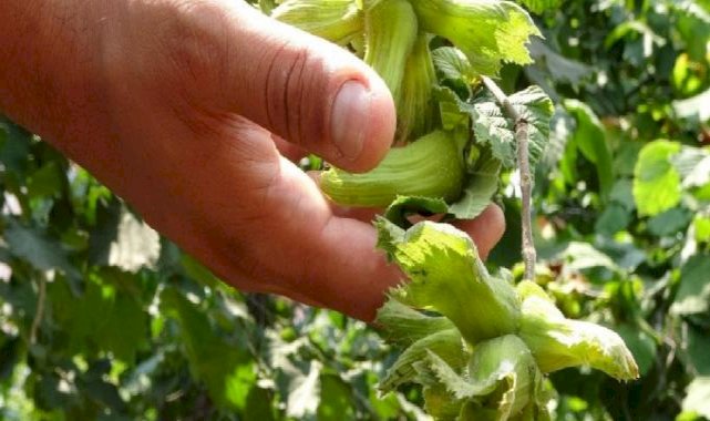Fındık üreticilerine erken hasat uyarısı: Rekolte ve kalite kaybı yaşanabilir