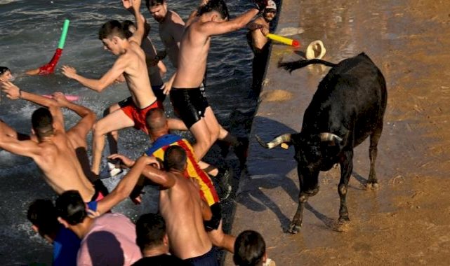 İspanya'da boğaların denize atlatıldığı festivale ilk kez sınırlama getirildi