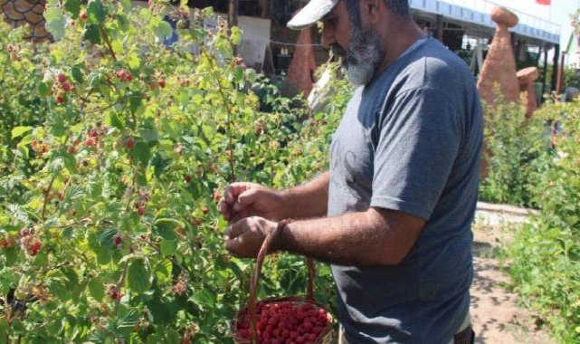 Kayseri'de tek: 'Olmaz' denileni yaptı, ahududu bahçesini kurdu