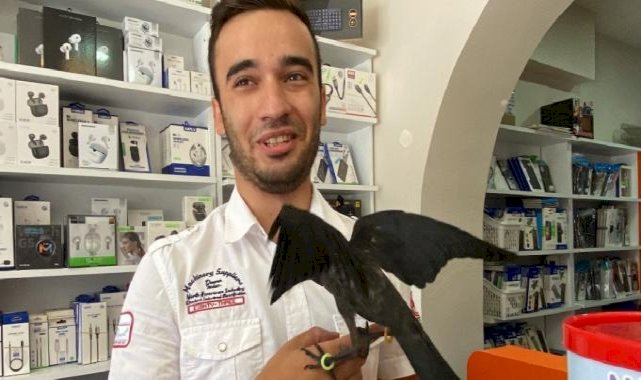 Kocaeli'de kediden kurtardıkları karga, dostları oldu