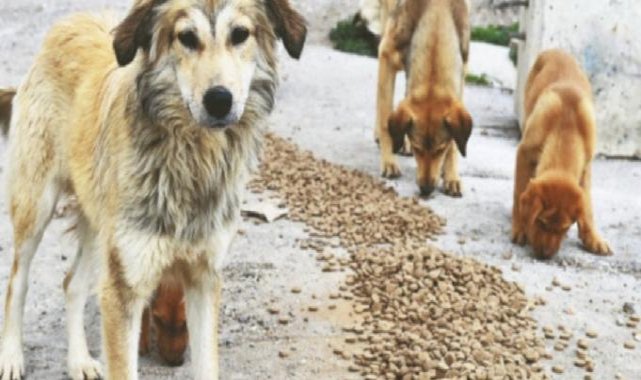 MASAK'tan başıboş köpek raporu: STK'lar mama üreticileriyle ilişkili