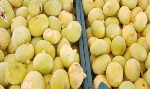 Mersin’de beyaz incir hasadı başladı: Kilosu 100 lira