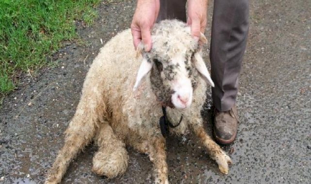 Ordu'da başıboş sokak köpeklerinin saldırısında bir kuzu öldü