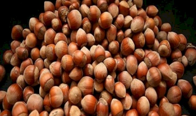 Ordu’da fındıkta taban fiyat beklentisi: 160 TL