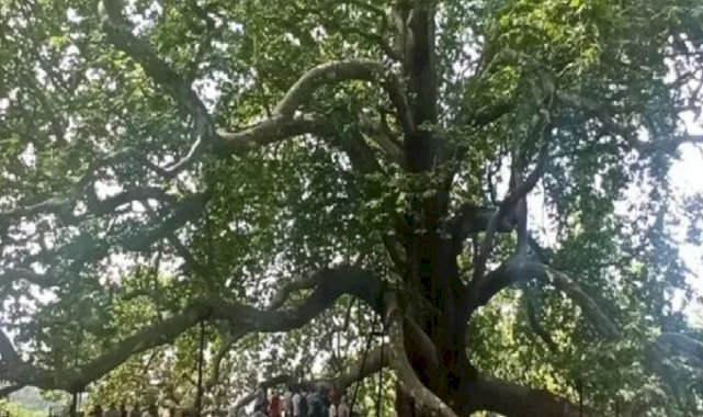 Tarihi İnkaya Çınarı turistler tarafından yoğun ilgi görüyor