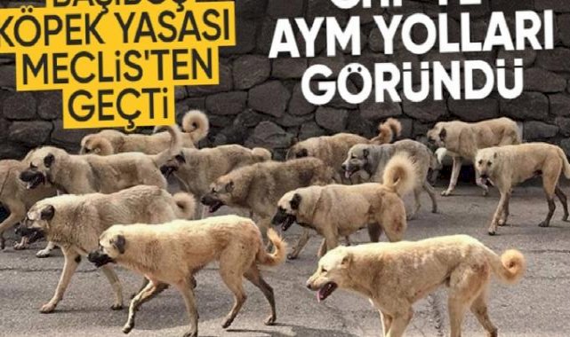 TBMM'den geçen sokak köpeği düzenlemesi için CHP, AYM'ye gidiyor