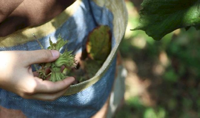 Türkiye, fındık rekoltesinden bu yıl yüzde 14 artış bekliyor