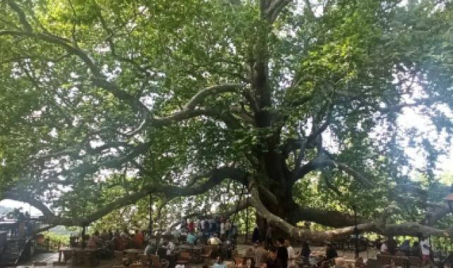 Tarihi İnkaya Çınarı turistler tarafından yoğun ilgi görüyor