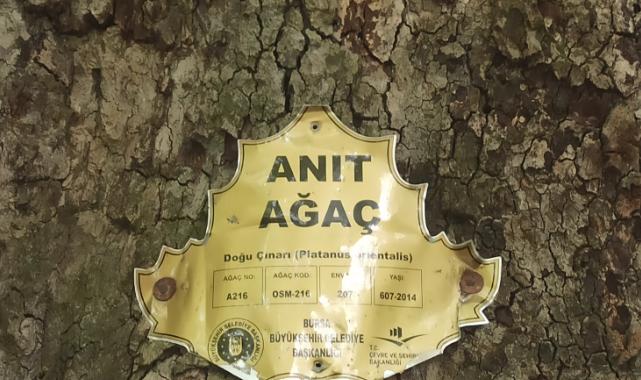 Tarihi İnkaya Çınarı turistler tarafından yoğun ilgi görüyor