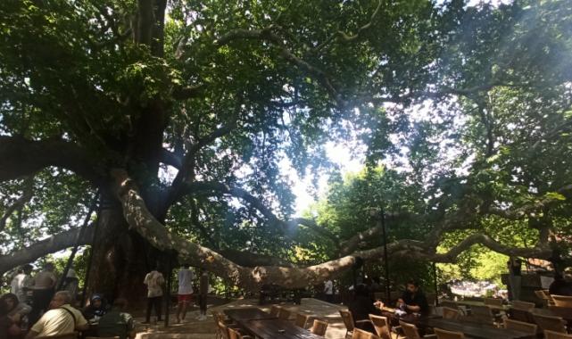 Tarihi İnkaya Çınarı turistler tarafından yoğun ilgi görüyor