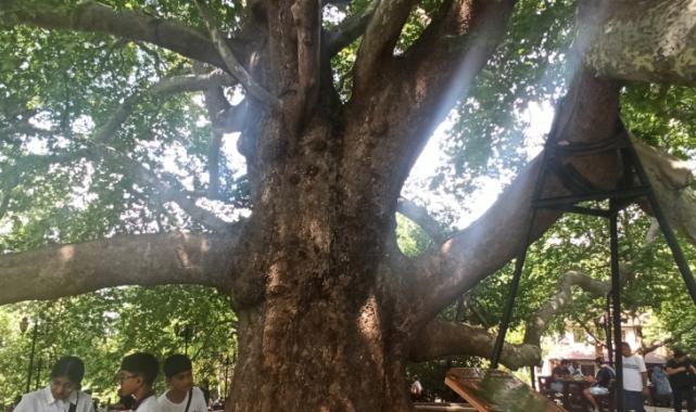 Tarihi İnkaya Çınarı turistler tarafından yoğun ilgi görüyor